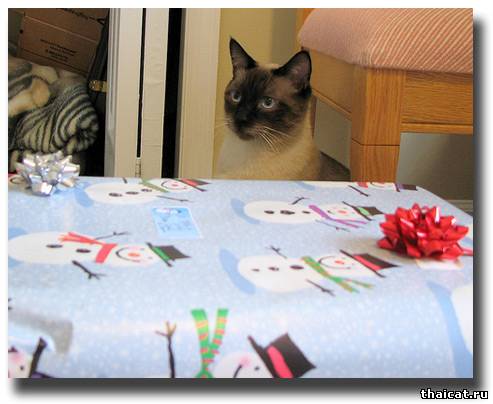 тайский кот помогает завернуть подарок