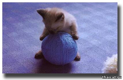 сиамский котенок
