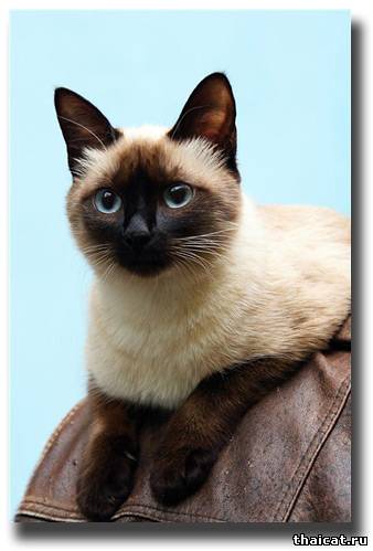 лучшие тайские юниоры 2009