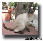 тайская кошка стандарт ТИКА