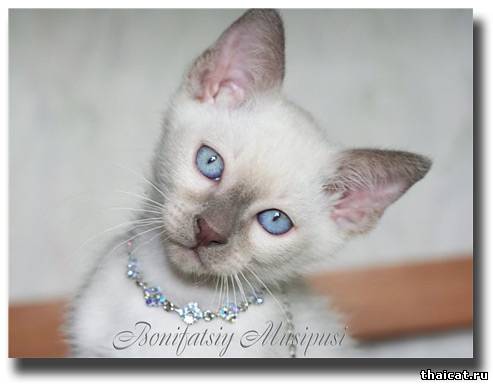 лучшие тайские котята 2009