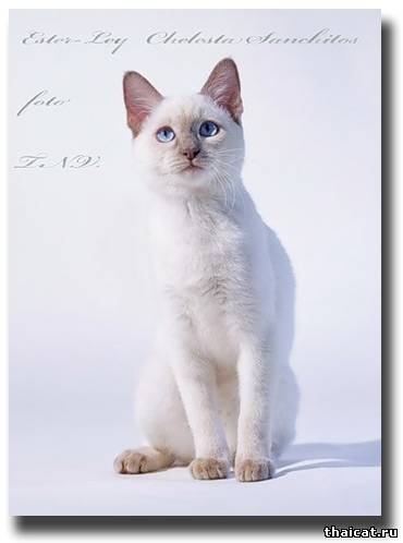 лучшие тайские котята 2009