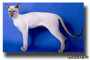 Американская сиамская кошка