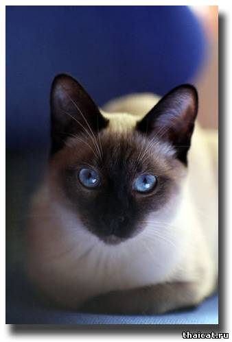 лучшие тайские юниоры 2009