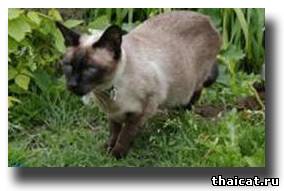 английская сиамская кошка