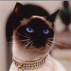 Сиамские кошки: французский взгляд