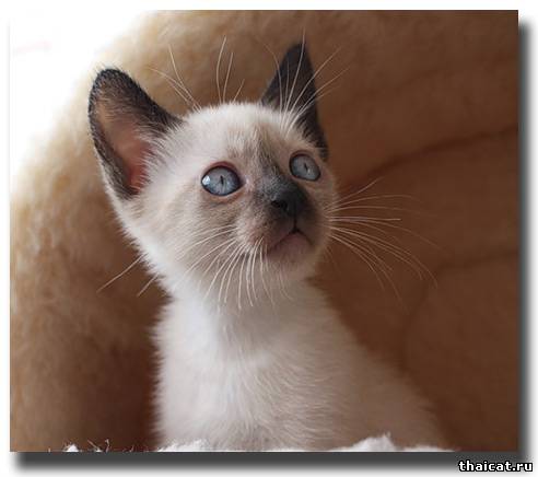 лучшие тайские котята 2009