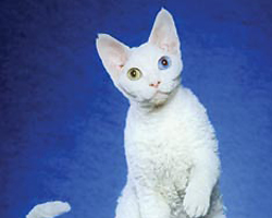 цвет глаз у сиамских и ориентальных кошек
