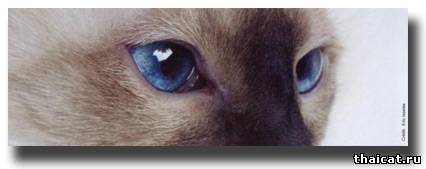 сиамская кошка