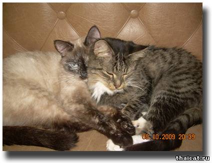 История кошки Фишки и др.