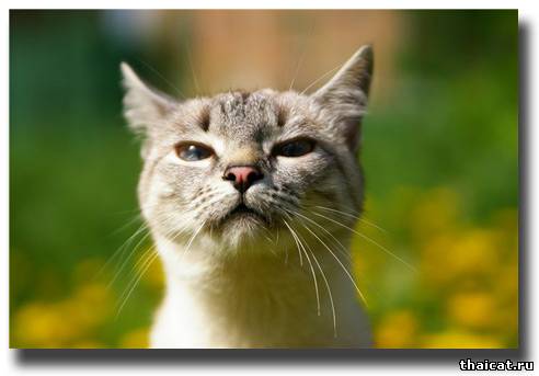 лучшие тайские кошки 2009