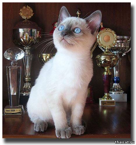 лучшие тайские котята 2009