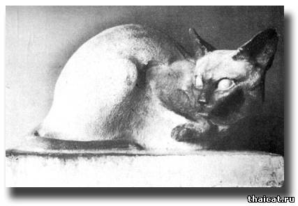 сиамская кошка из гипса. 1926г