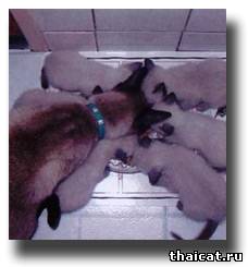 сиамские котята