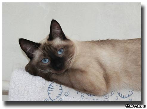 тайская кошечка
