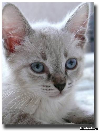 лучшие тайские котята 2009