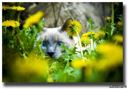 лучшие тайские юниоры 2009