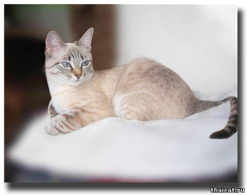 лучшие тайские кошки 2009