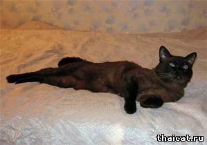сиамская кошка темного окраса