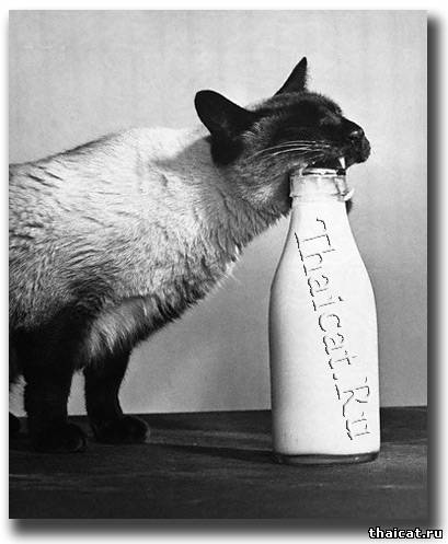 сиамский кот пытается самостоятельно открыть бутылку молока