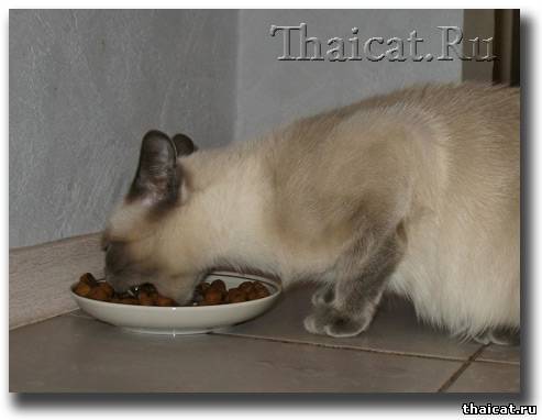 тайская кошка Дафна ест сухой корм
