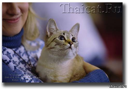 сертифицированная тайская кошка