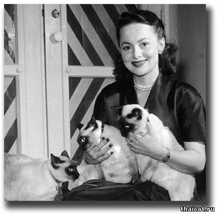 Оливия де Хевиленд и сиамские кошки