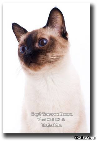 стерилизация кошки