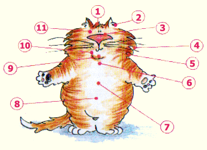 Мурр-точки вашей кошки, или как правильно гладить кошку