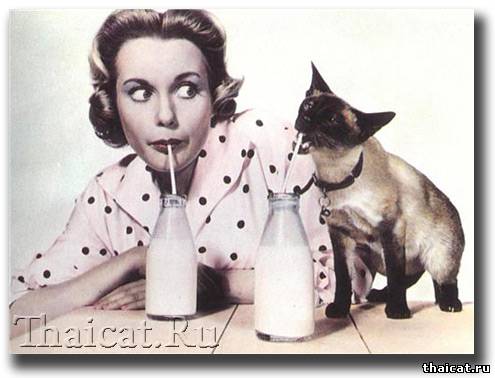 сиамский кот пьет молоко через трубочку