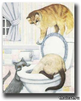 привычка пить из унитаза