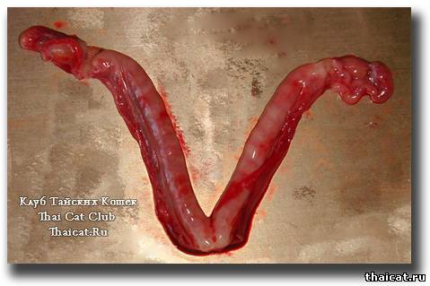 овариогистероктомия