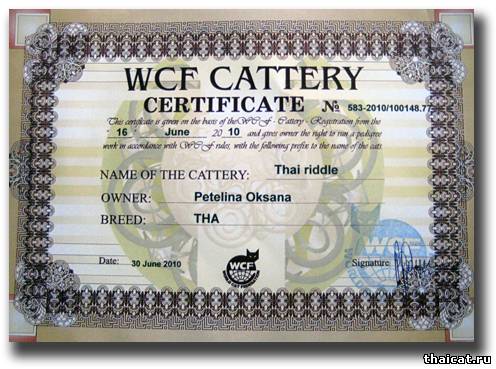 Сертификат питомника тайских кошек Thai Riddle