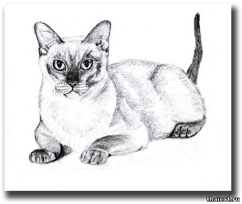 Рисунки кошек