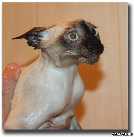 Купание кота как боевое искусство