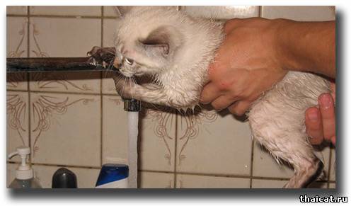 купание кота как боевое искусство