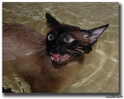 Купание кота как боевое искусство