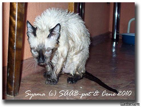 Купание кота как боевое искусство