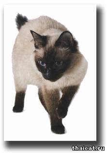 Основные составляющие кошачьего питания