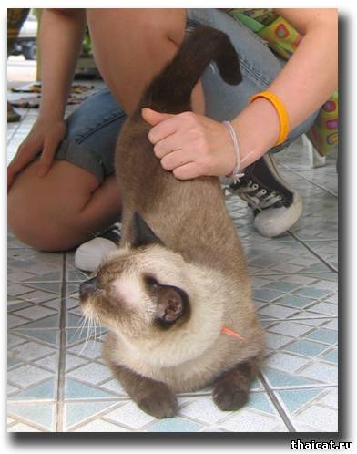 Кошки в Сиаме Кошки в Сиаме