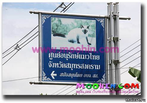 Дом Настоящих Кошек Таиланда