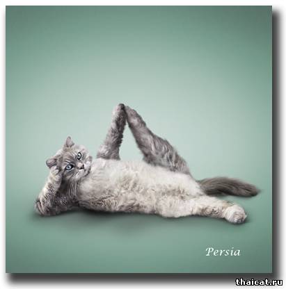 Йога и кошки Йога и кошки