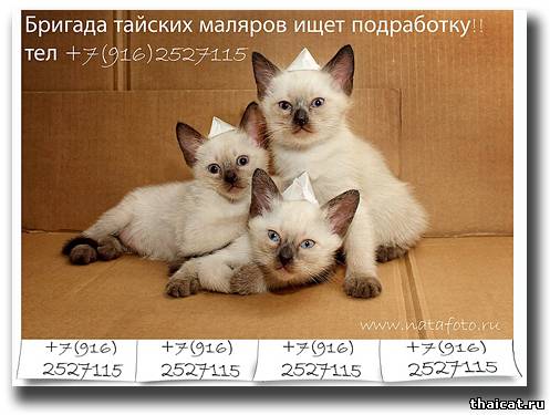 Бригада тайских маляров ищет подработку!