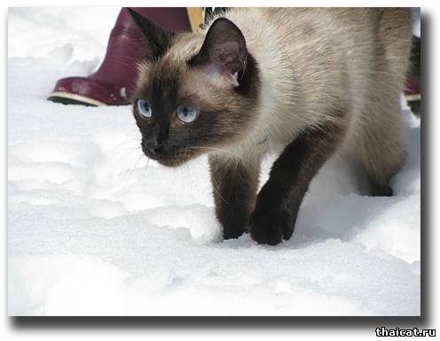 тайские кошки зимой