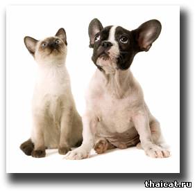 Котенок и собака