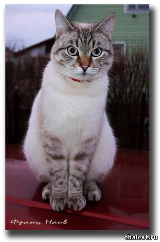 тайский кот окраса сил-тебби-пойнт