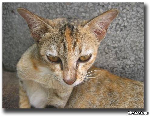 Кошки в Сиаме Кошки в Сиаме