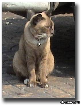 Кошки в Сиаме Кошки в Сиаме