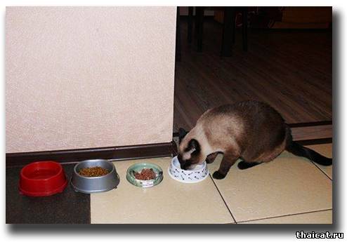 Пищевое поведение кошек
