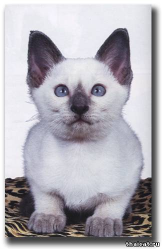 Д. Кизельбах. Сиамская кошка